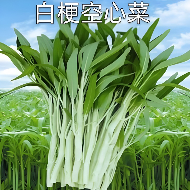 白梗空心菜种子小柳叶空心菜籽白根白骨四季播蔬菜种子阳台盆栽孑