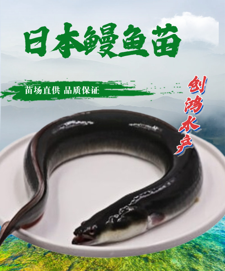 2022新苗日本鳗鱼苗白鳝苗花鳗鱼苗花锦鳝鳗鲡苗淡水养殖