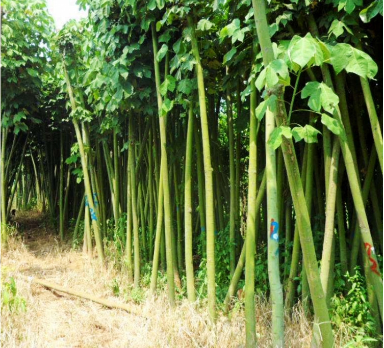 绿化苗木青桐梧桐青桐树苗中国梧桐梧桐树苗桐麻梧桐树风景观赏树