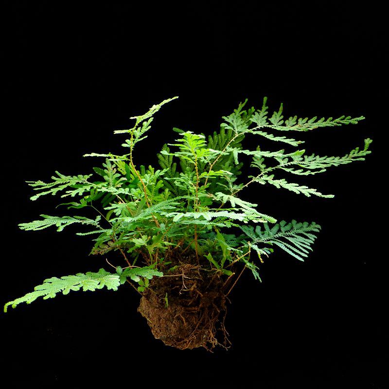 上水石绿植青苔吸水石盆景水生苔藓造景植物鲜活生态缸水陆缸专用