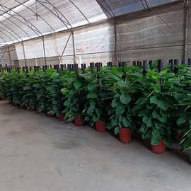 广州批发绿萝柱 新房除甲醛开业乔迁大型绿植礼品1.5米大叶绿萝柱