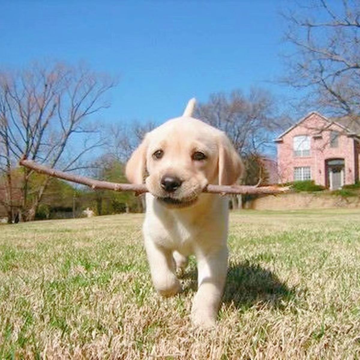 纯种拉布拉多幼犬奶白色黑色拉布拉多导盲犬神犬小七