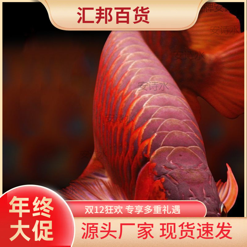 超血红红龙鱼苗金龙鱼苗银龙鱼苗随机发货热带观赏龙鱼苗捡漏