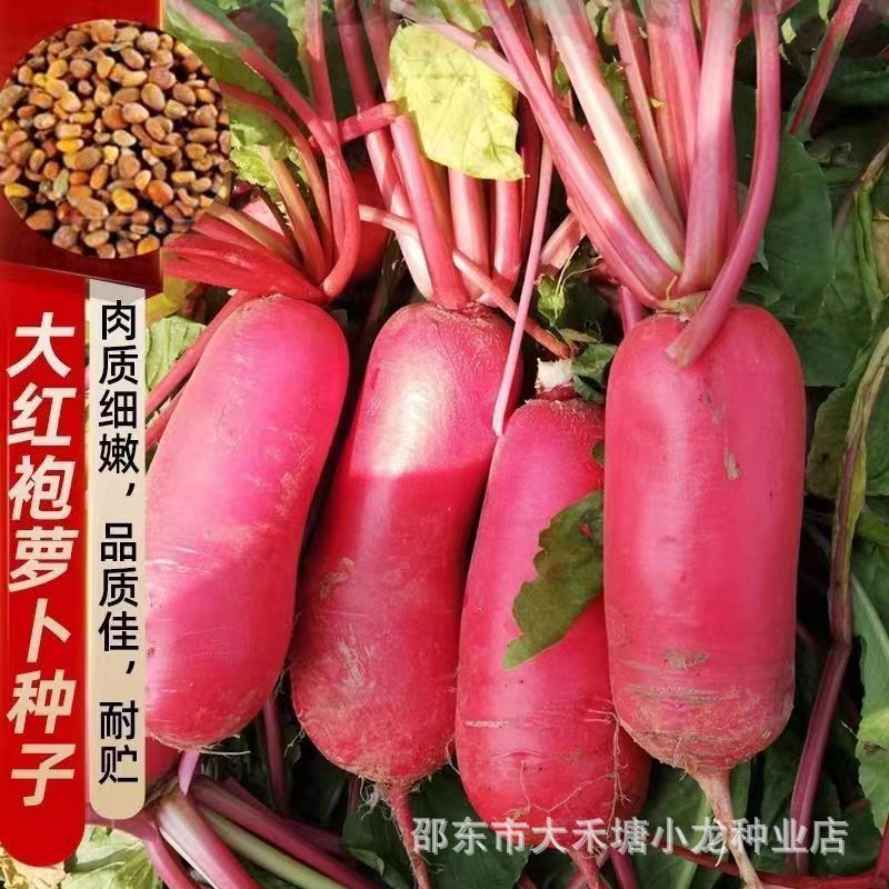 正品大红袍萝卜种子高产早熟满身红水果萝卜种子红皮白心庭院种植