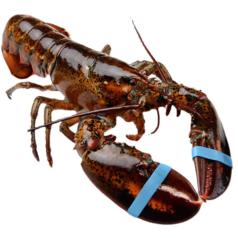 波士顿龙虾大龙虾澳龙波龙新鲜活冷冻特大号海鲜大餐厂家直销