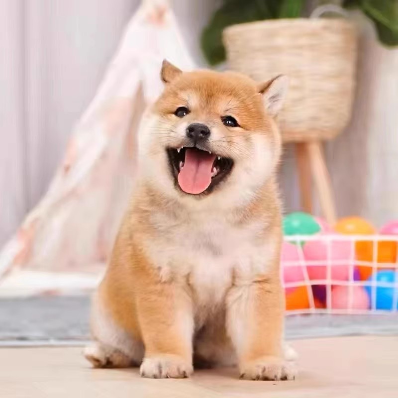 纯种柴犬幼犬活体日本柴犬幼崽小型犬柴犬赤色豆柴幼犬宠物狗活体