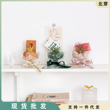 ins风空气凤梨无土栽培趣味植物办公室桌面绿植盆栽创意圣诞礼物