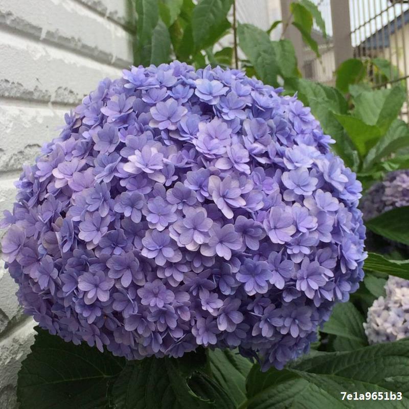 进口绣球花苗惠子列车牵牛星安吉莉卡弗朗明戈彩色梦想50棵起批