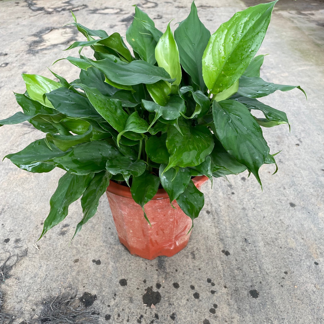 万年青广东基地批发盆栽植物四季常青客厅室内大型家庭花卉绿植