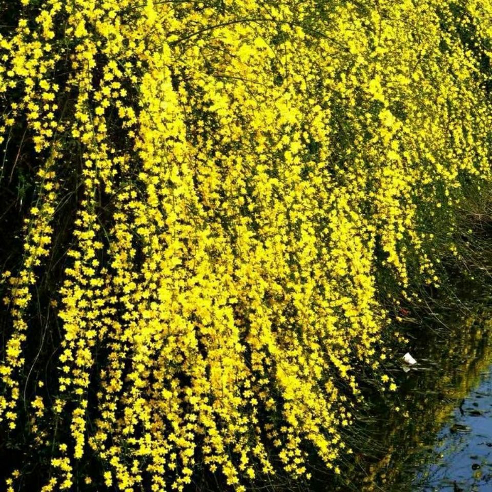 耐寒迎春花树苗盆景探春花庭院盆栽攀援爬藤垂吊类花卉报春花植物