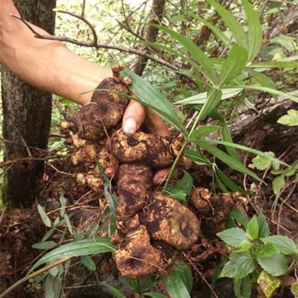 特大十年以上广西百色纯新鲜黄精 老虎姜鸡头男性煲汤