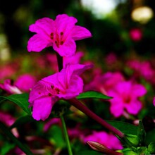 紫茉莉花种子夜来香草茉莉地雷花家庭阳台庭院盆栽多年生花种籽子