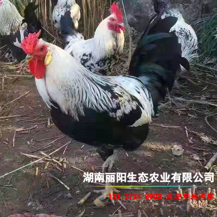 湖南珍珠鸡价格