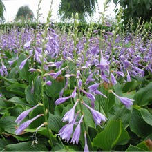 批发玉簪花苗金边银边青叶玉簪话紫花白花玉簪观赏彩叶玉簪盆栽苗