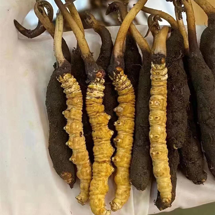 青海鲜虫草当季头期新冬虫夏草滋补品西宁产地顺丰冷链直发一手货