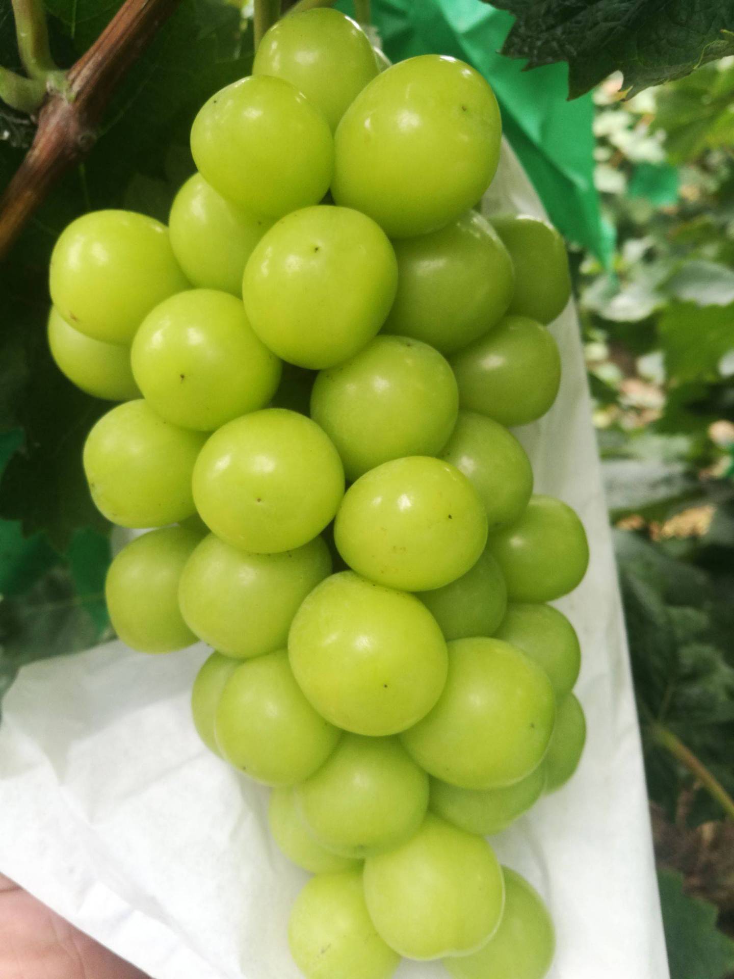 产地批发阳光玫瑰葡萄新鲜现摘现发新鲜水果无籽青提脆甜串装