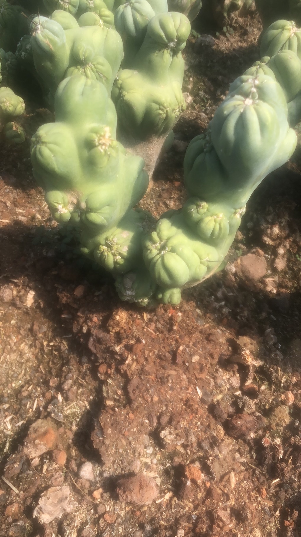 紫云罗汉山影拳仙人掌仙人球高30公分多肉植物沙生植物