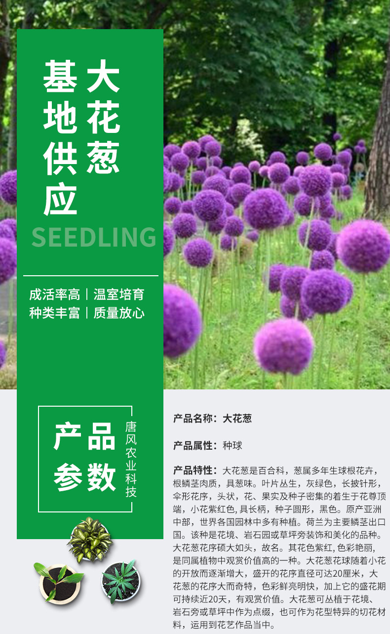 紫色大花葱种球耐寒花卉盆栽植物庭院地栽大葱花球根四季易活
