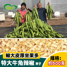 散装尖椒种子 大牛角辣椒种子 四季蔬菜种子公司