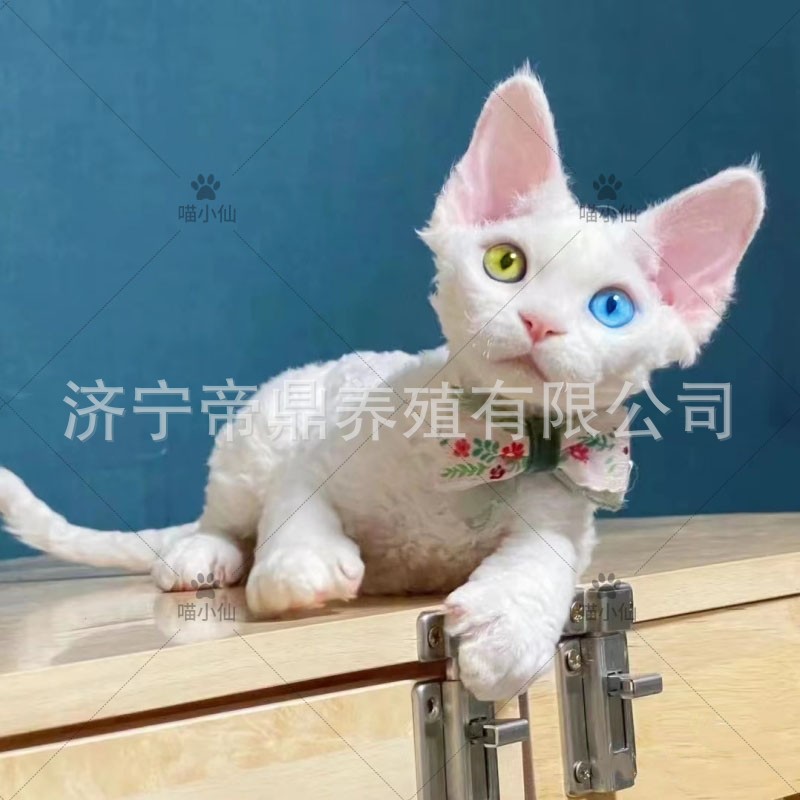 德文异瞳卷毛猫幼猫活体缅因猫幼崽孟加拉豹猫活体西伯利亚森林猫