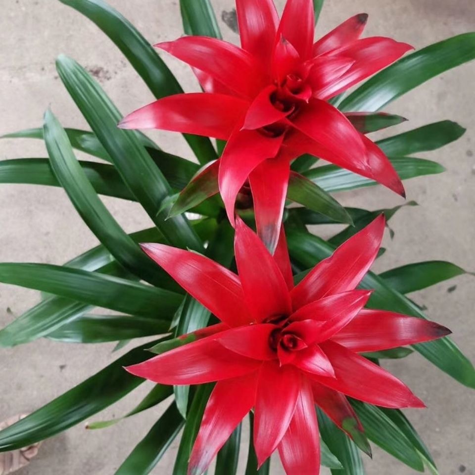 鸿运当头盆栽凤梨花绿植花卉客厅室内办公植物空气凤梨四季开花