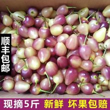 现摘广西七彩椒新鲜辣椒蔬菜五彩椒泡椒小灯笼椒米椒包邮蔬菜批发