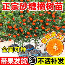正宗沙糖桔树苗盆栽果期带果发货全国种植广西嫁接砂糖橘果树果苗