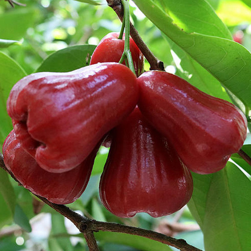 海南黑金刚莲雾5斤整箱当季新鲜热带水果雾莲果1-3斤三亚特产