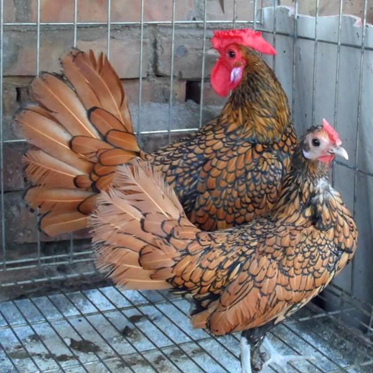 成年观赏鸡活体 宠物波兰鸡活体出售婆罗门鸡活物长尾鸡幼崽出售