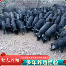 香猪幼崽纯种广西网红藏香猪黑猪仔活苗二代花猪小香猪活体活物宠