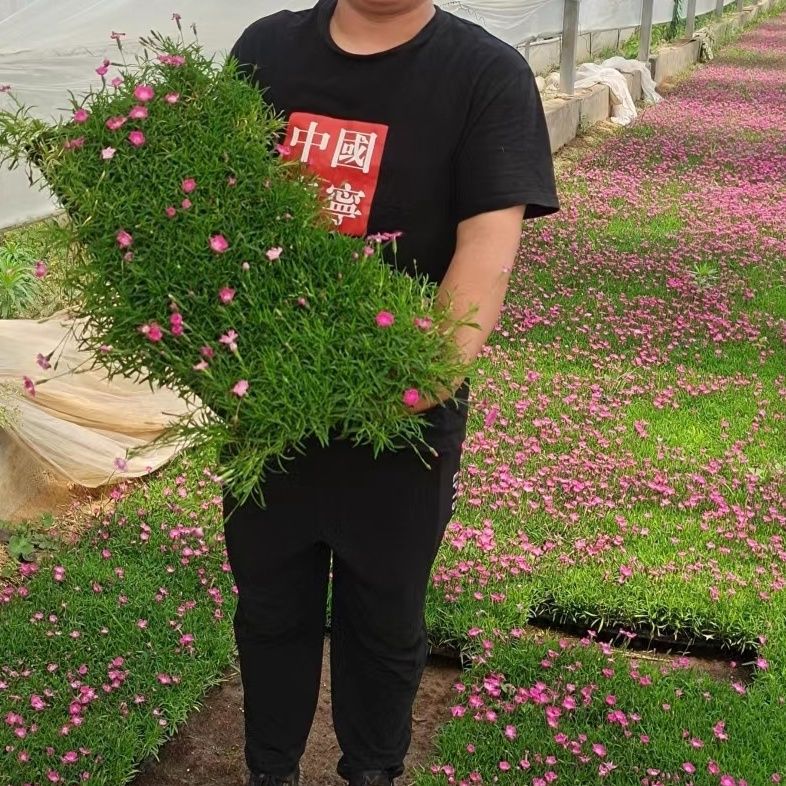 欧石竹小苗带花苞穴盘苗庭院花园绿化用花海四季开花好养活