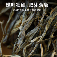 2024【南糯山·500云南普洱茶批发散茶拔玛老寨古树生茶200克茶饼