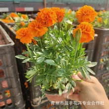 青州花卉种植基地孔雀草 万寿菊时令草花 公路公园绿化工程