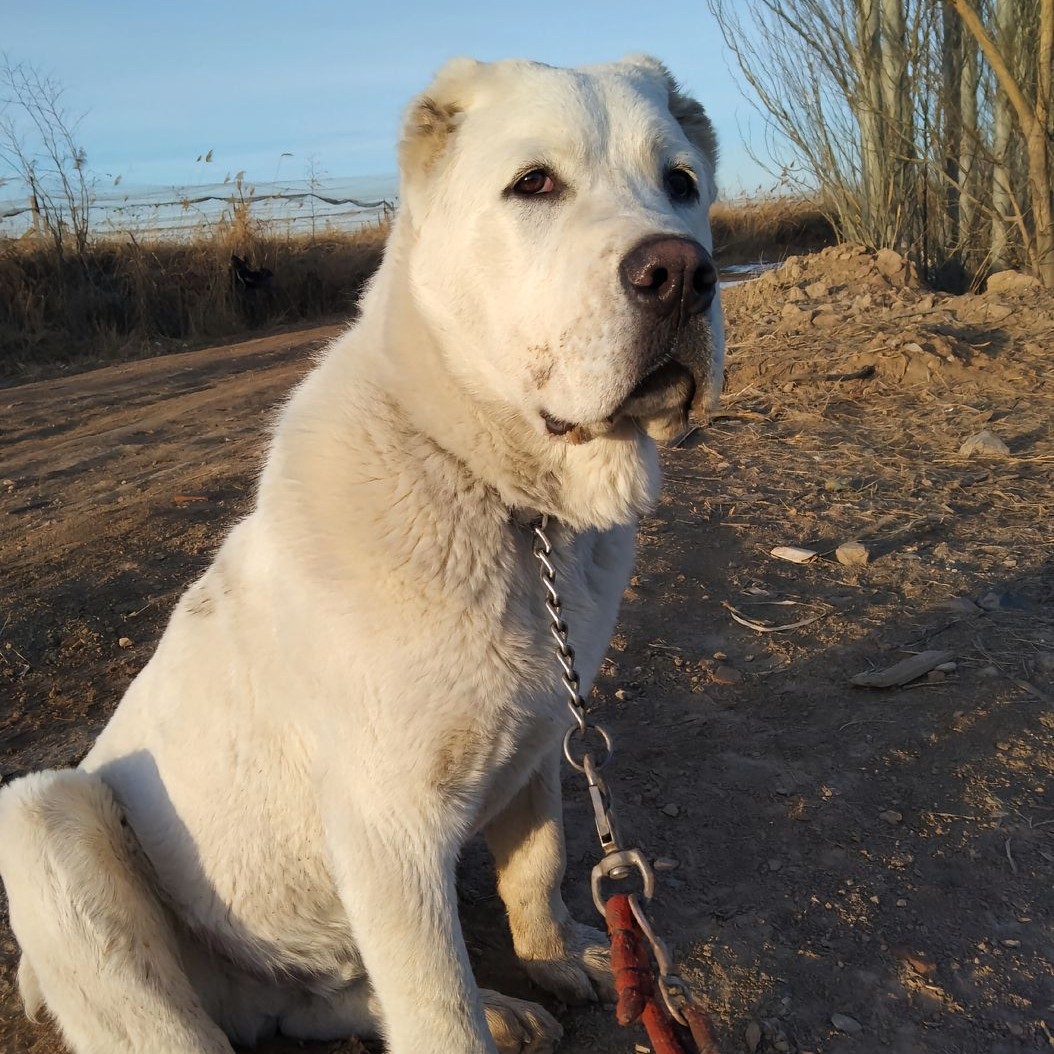 纯种双血统大骨架中亚牧羊犬幼犬活体中亚幼崽狩猎大型护卫犬猛犬