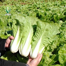 和利农四季快菜种子小白菜菜籽耐热速生快菜种孑阳台蔬菜籽种