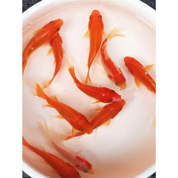 金鱼活鱼黄金锦鲤鱼招财风水鱼龙凤锦鲤好养耐活冷水观赏鱼小鱼苗