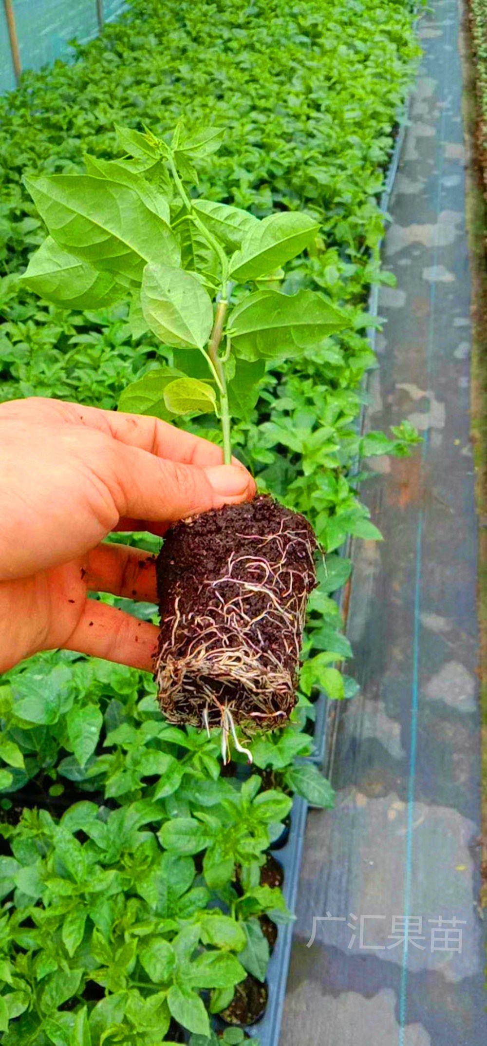 百香果苗南方种