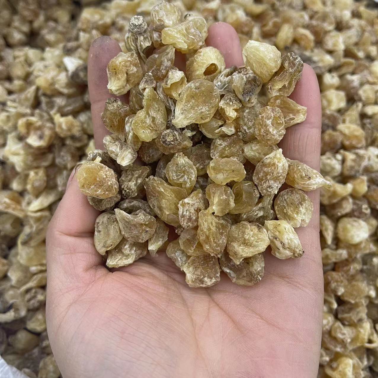 薤白中药材批发薤白 实图拍摄一手货源