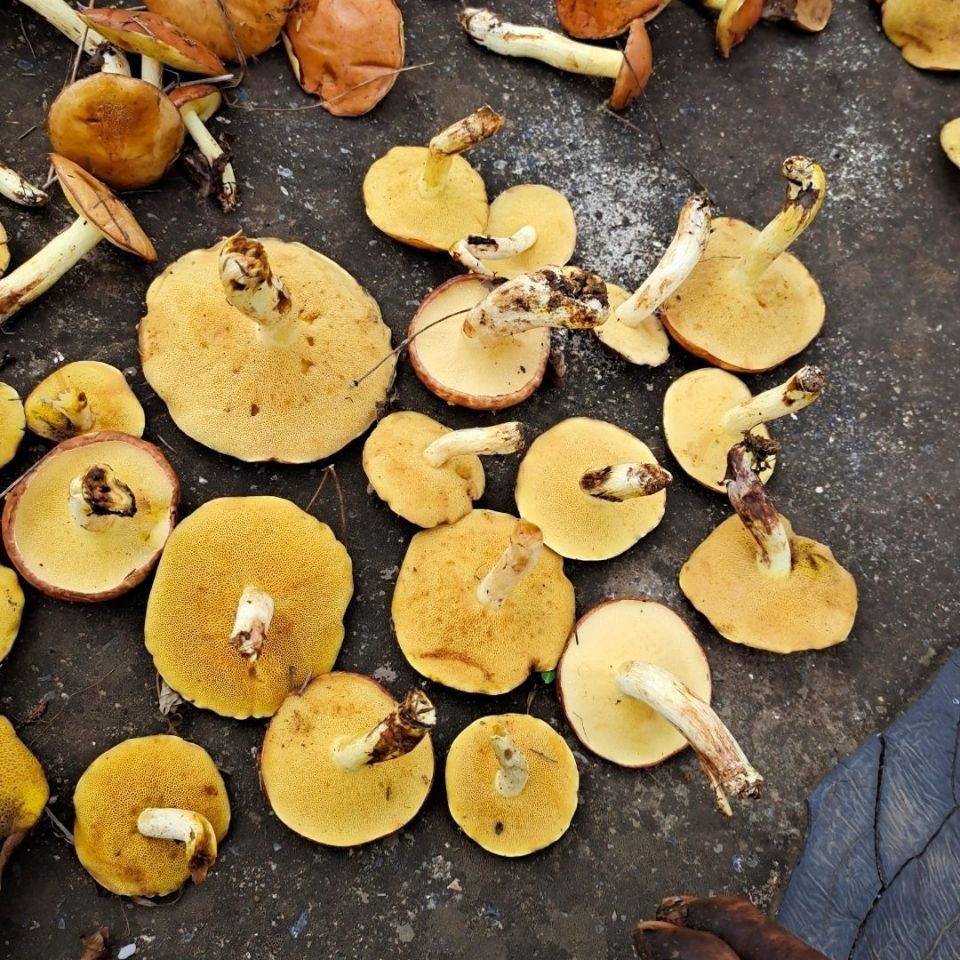 沂蒙山特产野生松菇干货山货野生松蛾山蘑菇深山采摘土特产