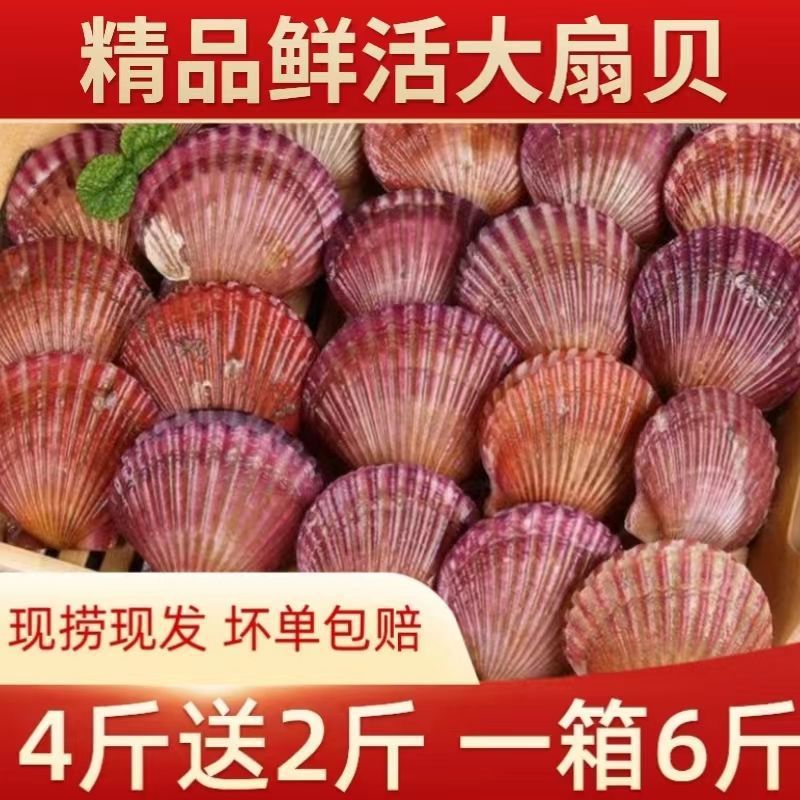 鲜活扇贝肉带黄新鲜扇贝特大冷冻海鲜水产北城红贝鲜超大特级商用