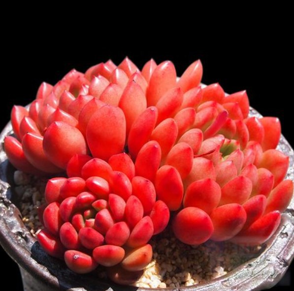 多肉植物双头红宝石群生蓝苹果双头朱砂痣双头香槟双头大棚清仓