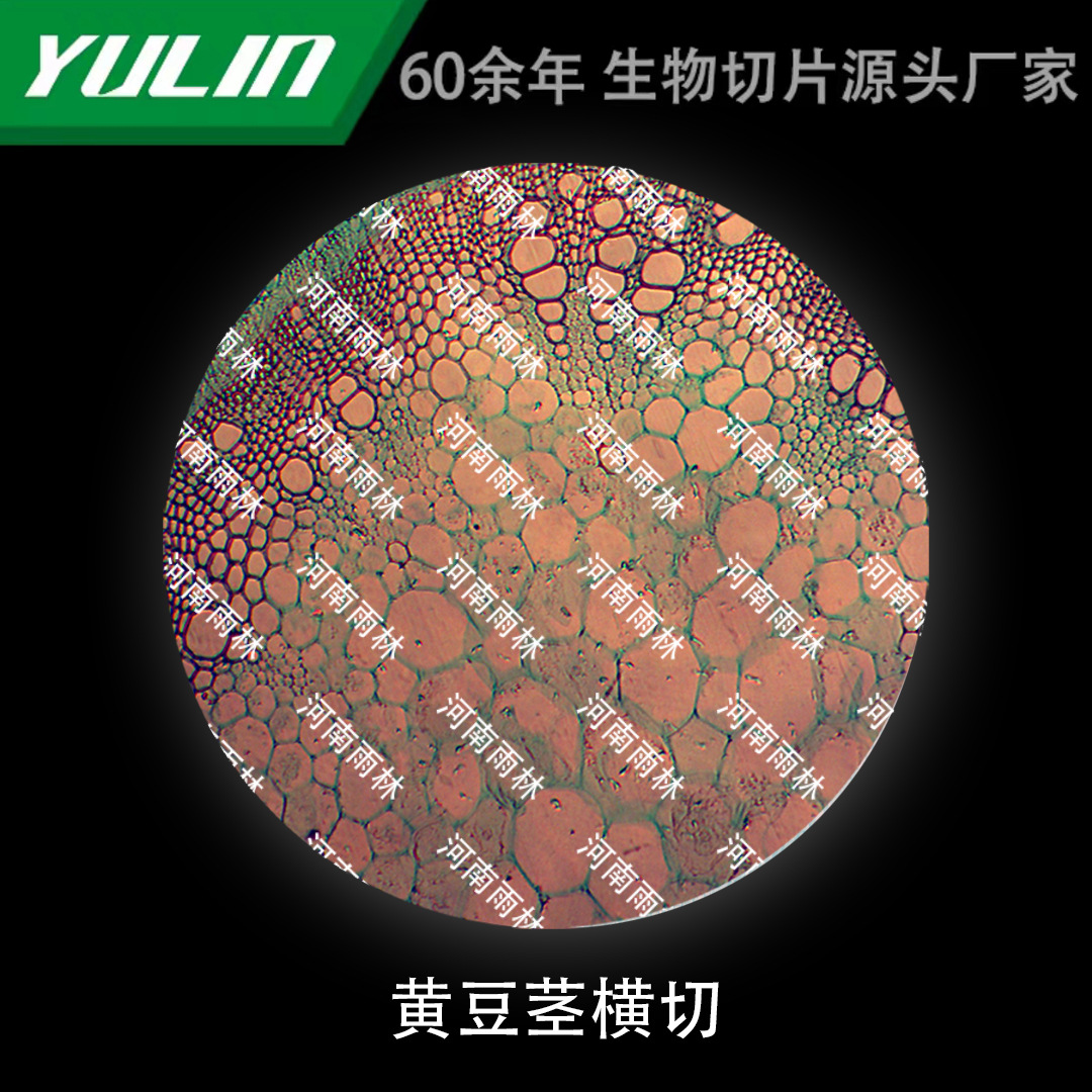黄豆茎横切微生物标本显微镜生物切片高校教学实验仪器科研玻片