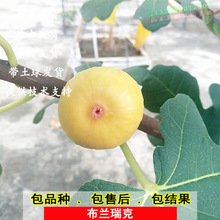 无花果树苗布兰瑞克无花果苗耐寒盆栽地栽庭院南北方种植当年结果