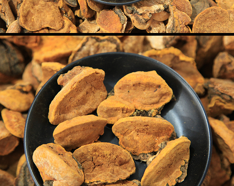 吉林产地批发长白山人工挑选 桑黄杨树黄500g件大货招全国代理