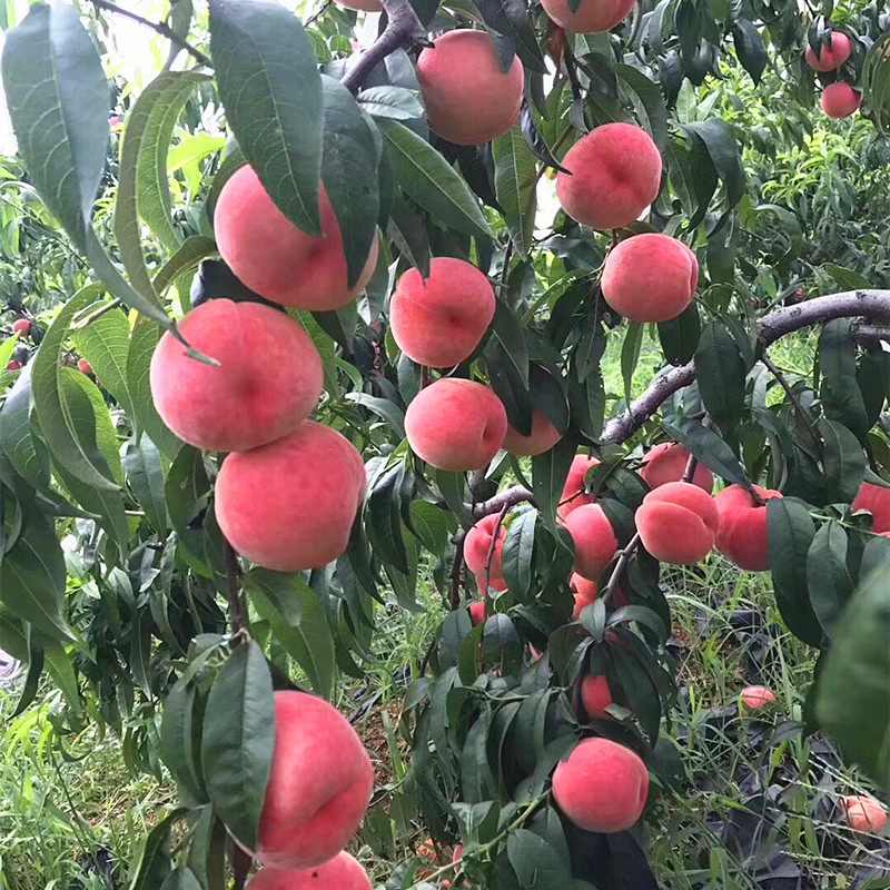 桃树果苗冬桃树嫁接苗黄桃树苗南北方种植地栽特大早熟水蜜桃果苗