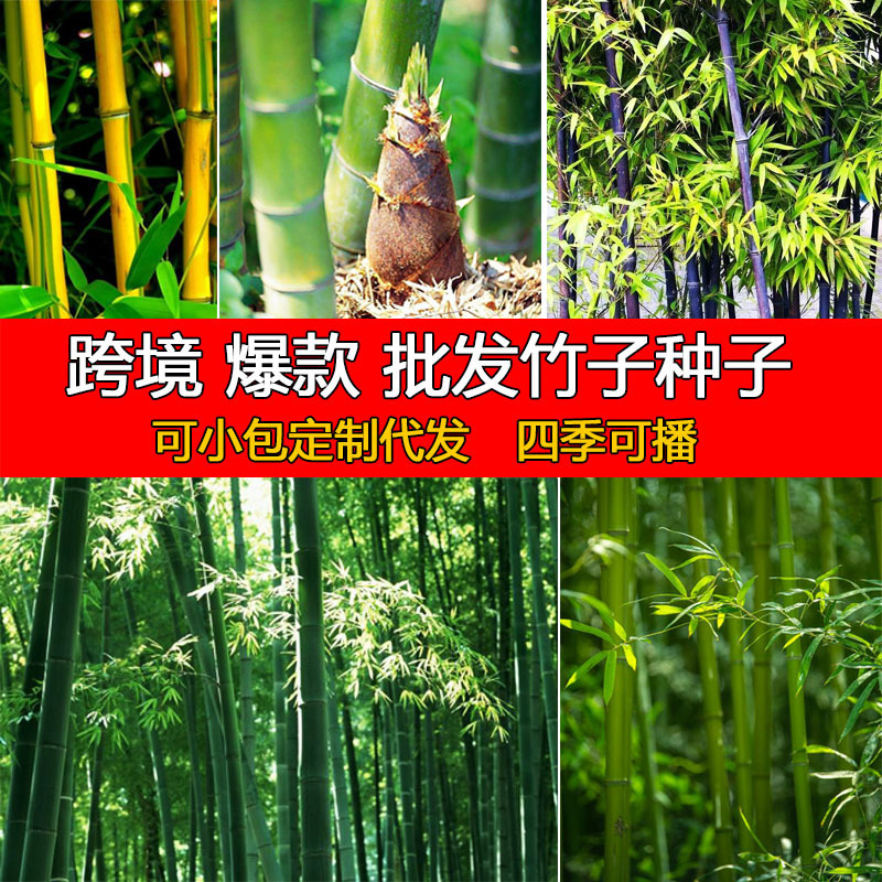 散装大型毛竹种子紫竹种子新采毛竹种子青竹金镶玉竹子