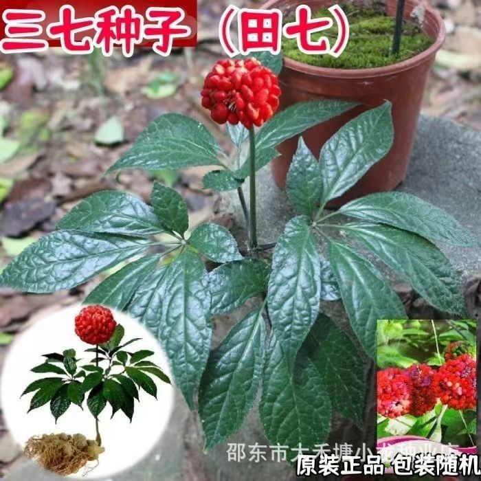 三七种子 云南野生田七种籽 原装正品四季易播种可食用药材三七籽