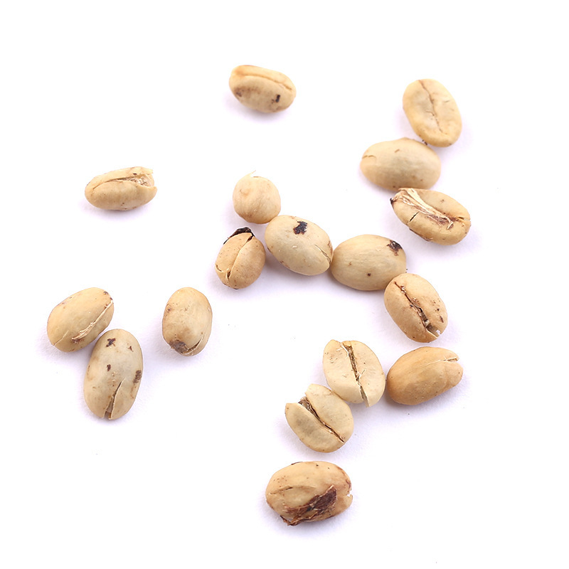 当年新采咖啡种子 咖啡树种子 日常饮用植物种子 咖啡豆种子