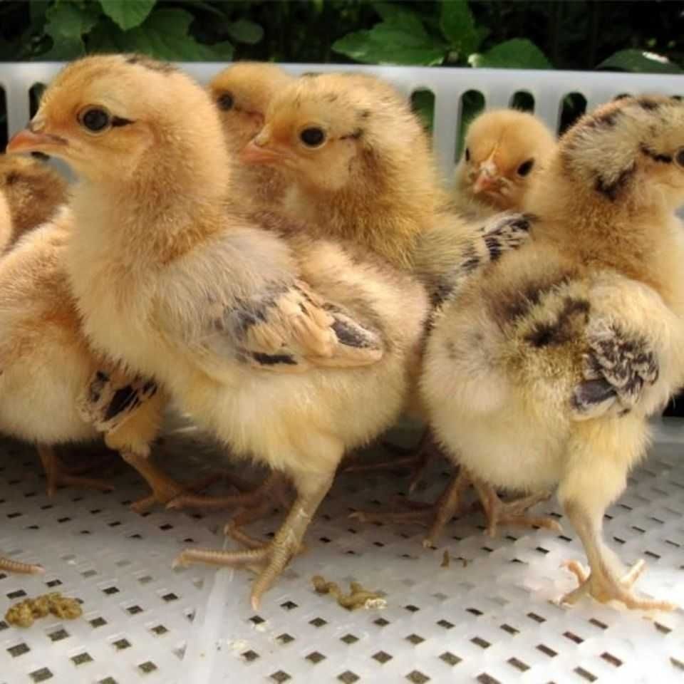 正宗大种小鸡活体阉鸡五黑鸡蛋鸡9土鸡三黄鸡草鸡麻鸡活鸡幼苗