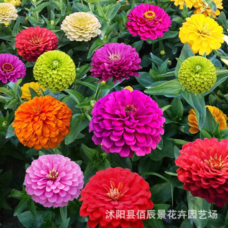 百日草花种子四季播种种子大全重瓣太阳花波斯菊种子批发代发